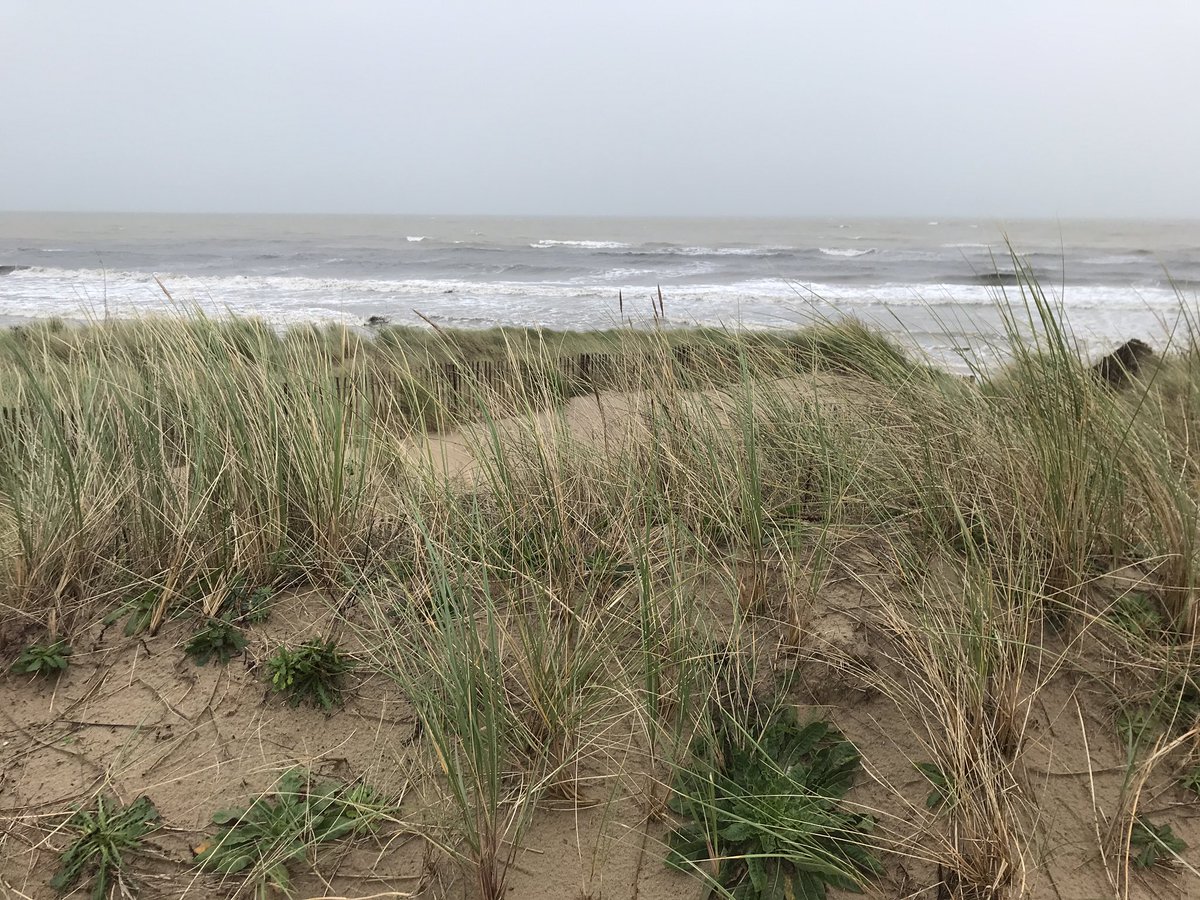 Instability_Env's tweet photo. #beachcomb #08 today at Greatstone. 
Mostly seaweed, shells, sand &amp; rain. #phd #research https://t.co/w9usklj8o7