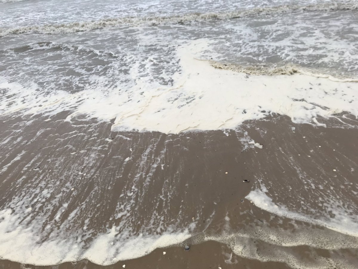 Instability_Env's tweet photo. #beachcomb #08 today at Greatstone. 
Mostly seaweed, shells, sand &amp; rain. #phd #research https://t.co/w9usklj8o7