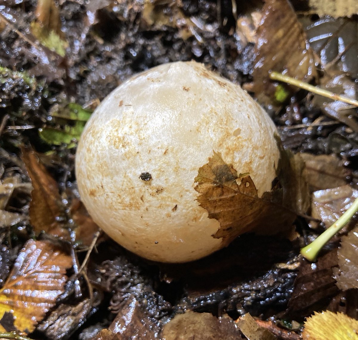 Steve Coates tweet media