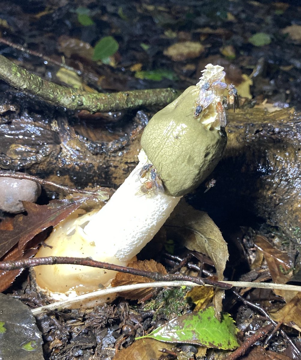 Steve Coates tweet media