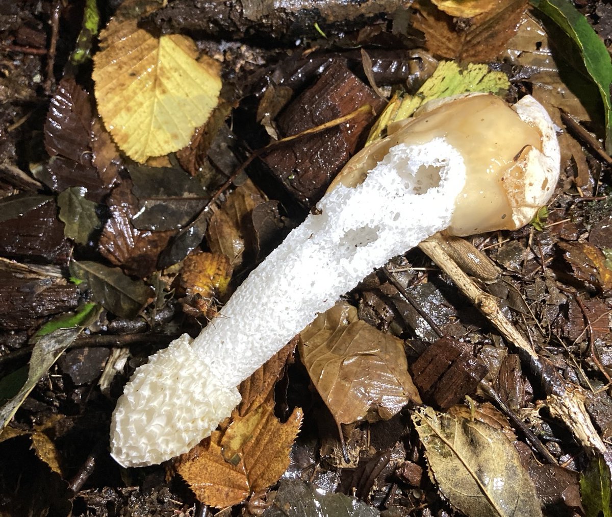 Steve Coates tweet media