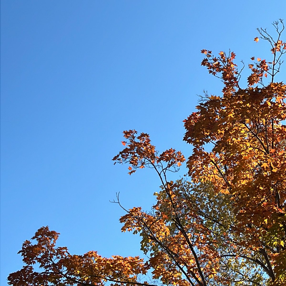 A+ 100% autumn weather day #Minnesota. Get outside for 20 minutes today, for you wellness 🍂
