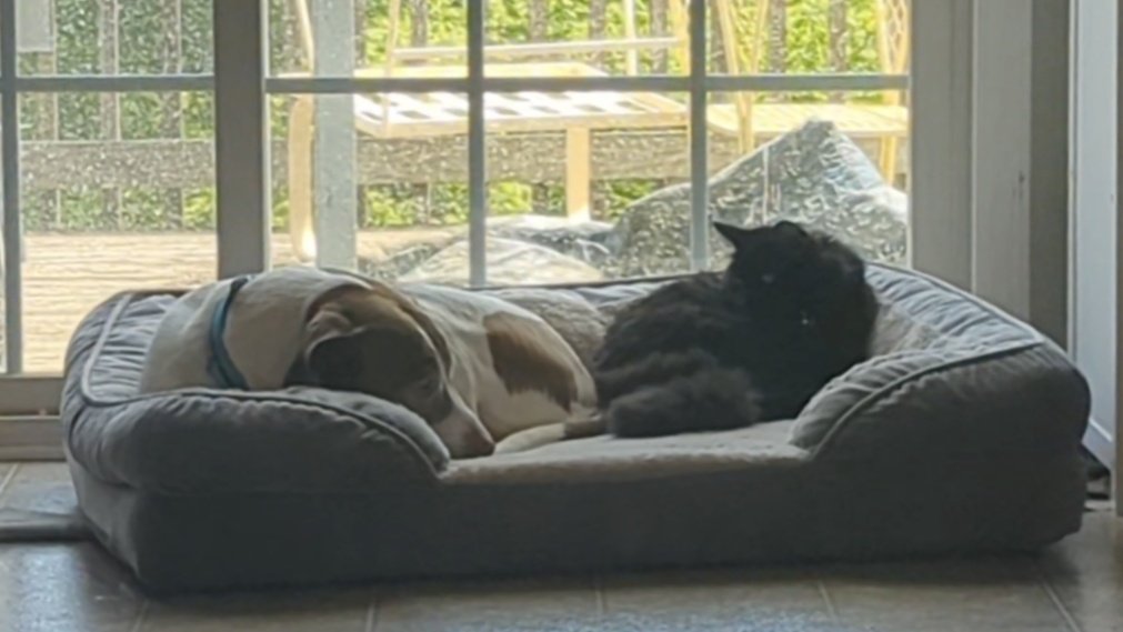 TheTablePit's tweet image. Howdy, Director Ranger and Manager Pup Here!

@fabtcg has officially moved to the other platform and so we won't be on here anymore. For The Table Pit updates and hot takes please join us on the more regulated platform 🩵