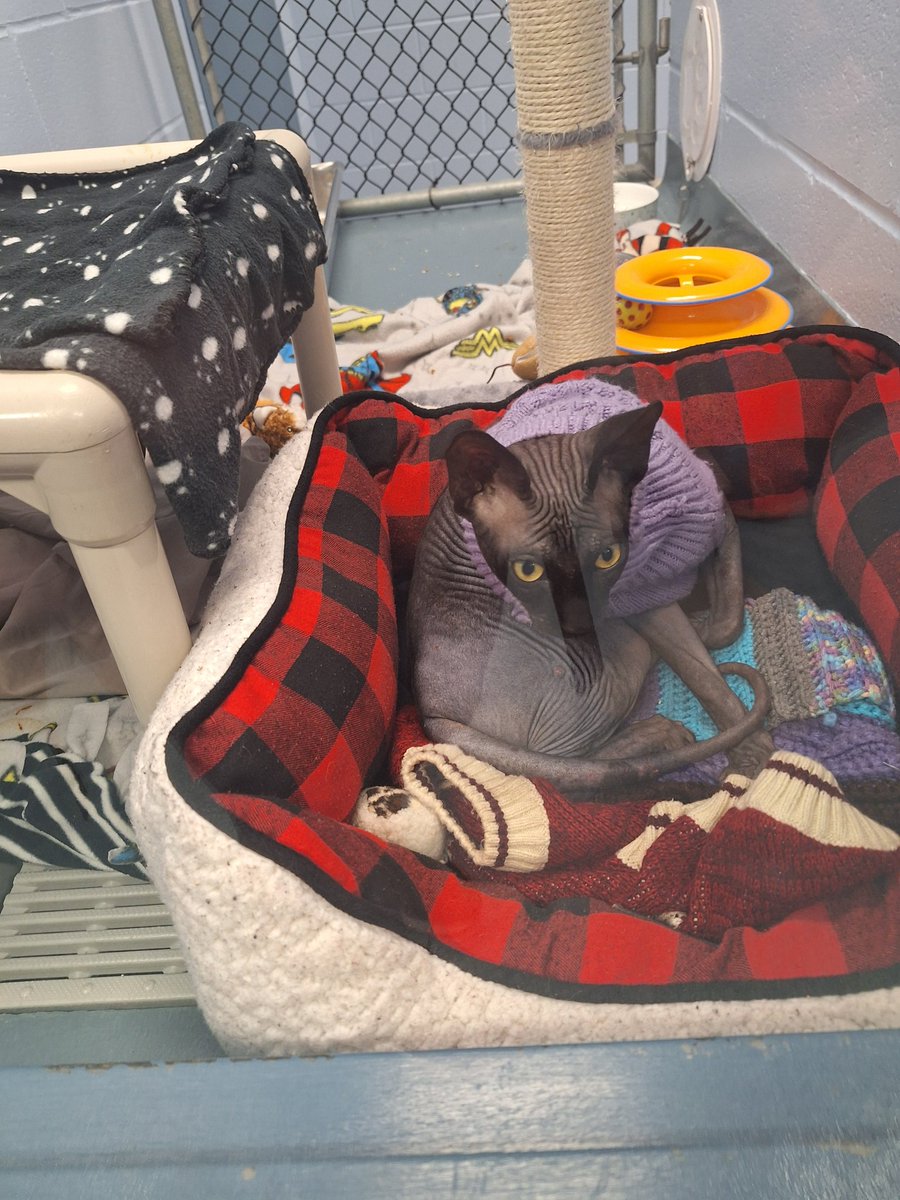 Today mission: go to the <a href="/kwsphumane/">The Humane Society of KW & Stratford Perth</a> without adopting a dozen animals. Wish me luck