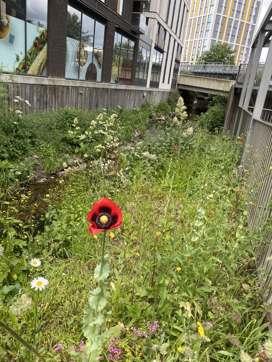 Inkyfool's tweet image. This year I have found both opium poppies and tobacco growing wild in London. I feel there’s some kind of business opportunity here.
(Lewisham and Kings X)