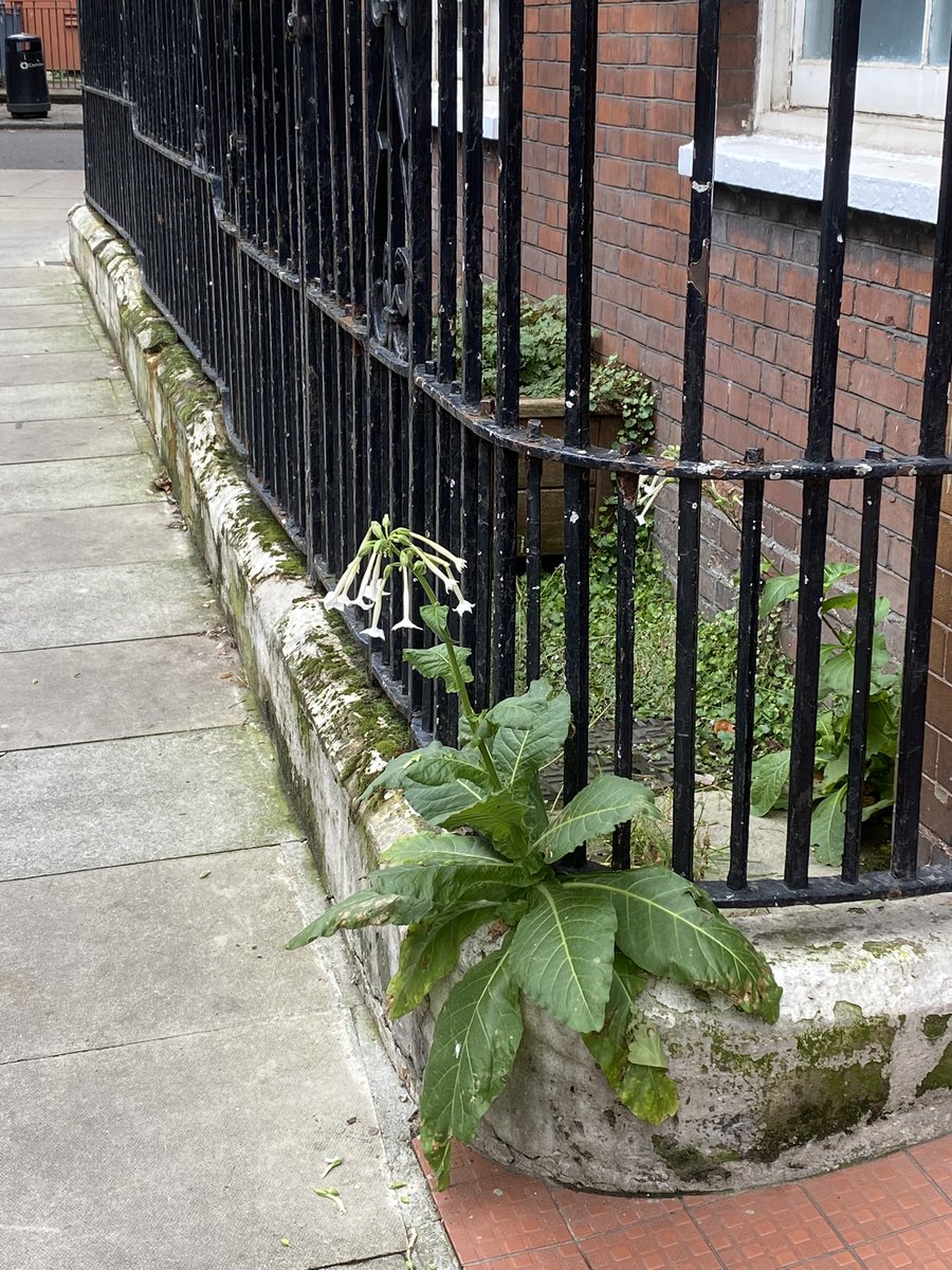 Inkyfool's tweet image. This year I have found both opium poppies and tobacco growing wild in London. I feel there’s some kind of business opportunity here.
(Lewisham and Kings X)