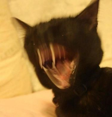 Le_Gamer_Club's tweet photo. Ce soir, match décisif pour notre arrivé en Playoff !!😾

Les Konks ont perdu leurs dernier match 0-2😹

Si on gagne ce BO3, notre place en Playoff sera assuré !!🙀

Il est l'heure de tous les choquées, from Last to First, MAKE THEM BELIEVE !!
#LGCWIN🐾 https://t.co/beuehUtkat