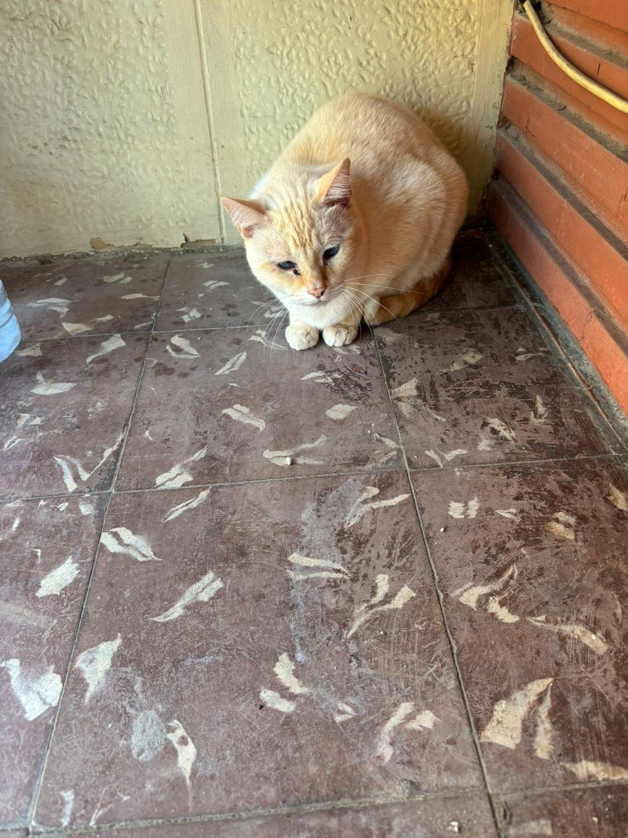 SilviaMylo's tweet photo. Tiene unos 4 o 5 años y está aterrado 💔😭
Unos ocupas lo han abandonado en el piso adonde vivían y los dueños van a vender el piso 😢
No hay lágrimas en la Tierra para describir su pena 💔
Por qué hacen estas cosas a criaturas inocentes que no entienden de tanta maldad 😭
Valencia
666007707