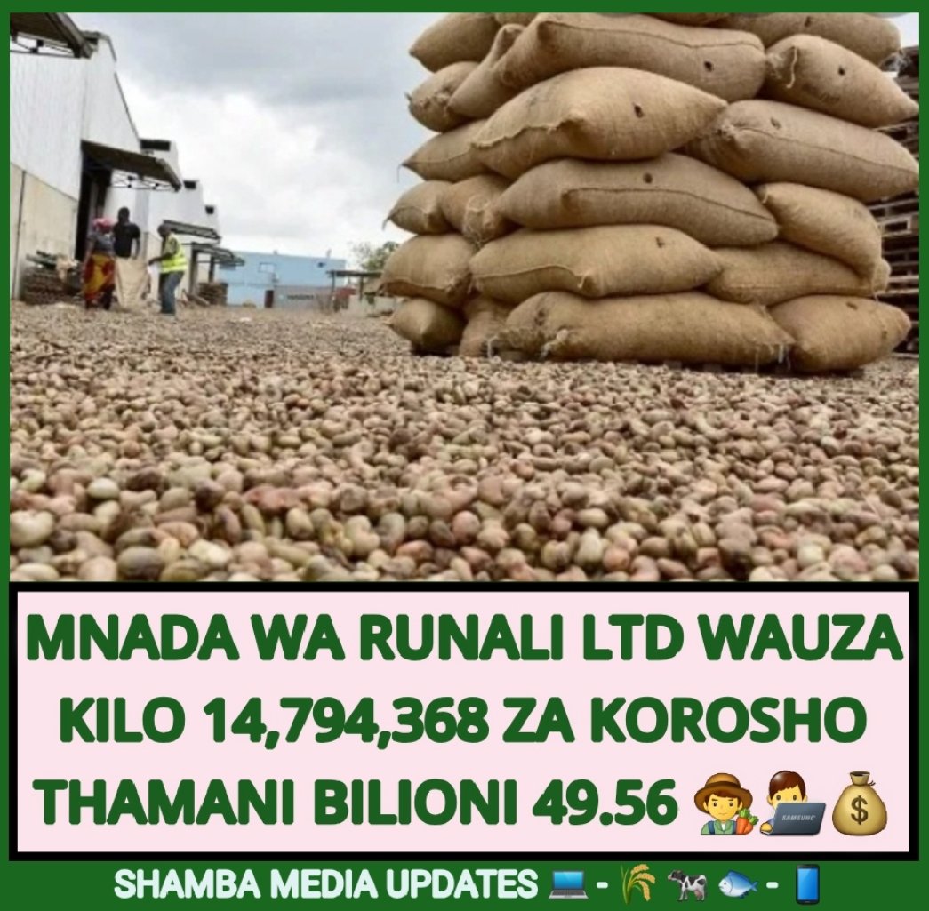 shambamedia's tweet photo. 📈 Ripoti ya mnada wa chama cha ushirika cha Runali Limited leo Oktoba 20, 2024 kupitia mfumo wa @tmx_tz 
--
Kilo 14,794,368 zimeuzwa kwa wastani wa bei ya shilingi 3,220 hadi shilingi 3,480 kwa kilo. Thamani ya mauzo ya mnada wa Korosho Runali Ltd ni sh. 49,561,132,800. #KOROSHO https://t.co/EJBZixBZL6