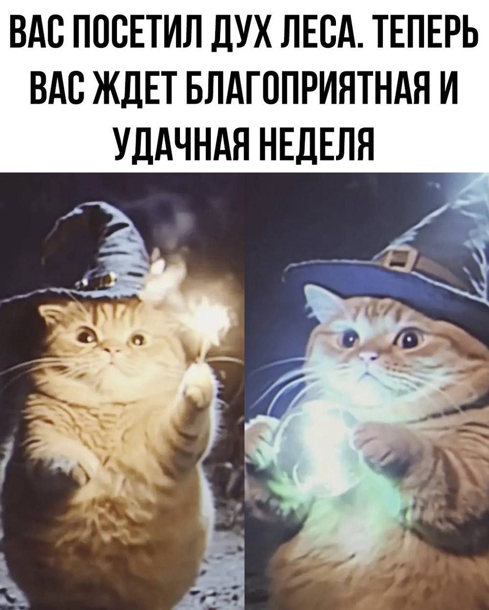 cats, i love cats (@catsilcats) on Twitter photo 