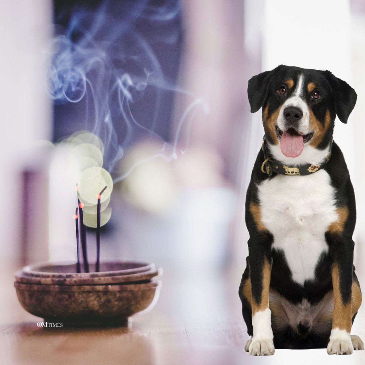 humanityhealing's tweet image. 🐾🐱 Feng Shui &amp;amp; pets are the perfect duo for energy flow! Discover how your furry friends elevate the vibes in your home and enhance harmony. 🏠✨ #FengShui #Pets #EnergyFlow 🔗 tinyurl.com/2cddp4zv