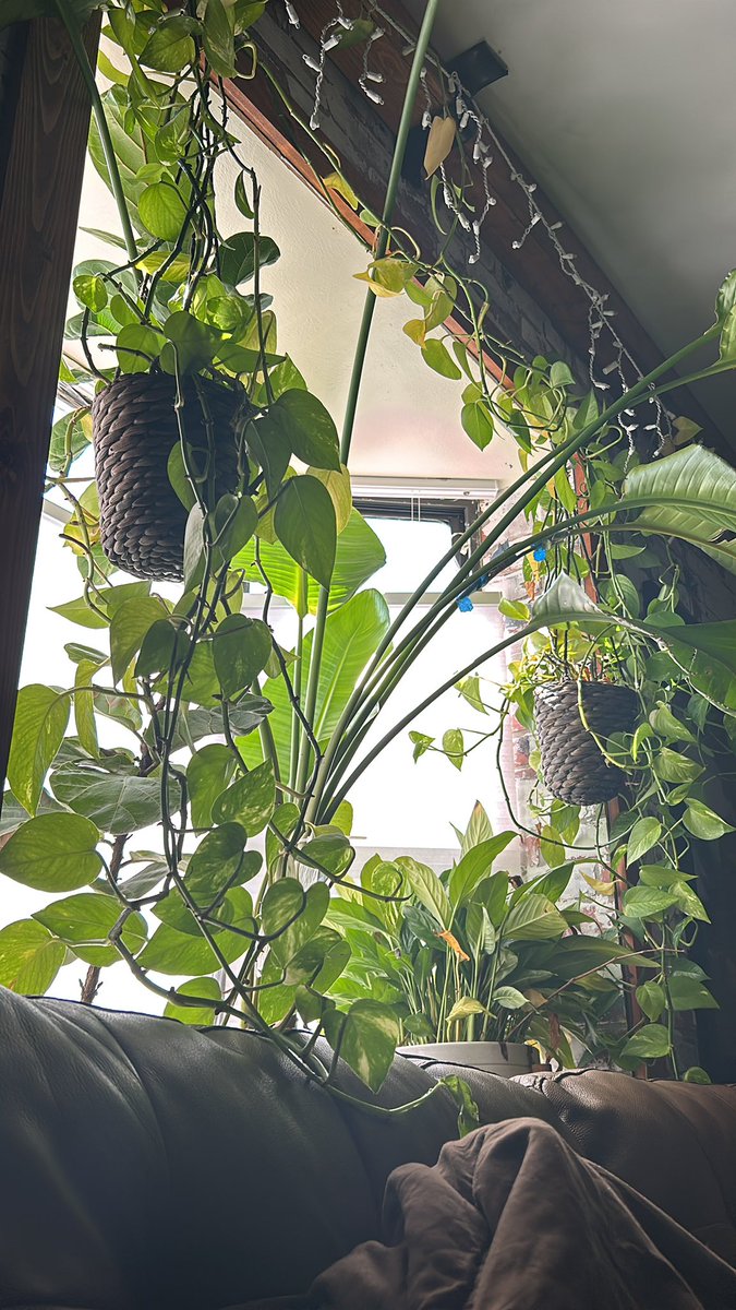 DaReal_McCoy's tweet photo. I really be vibing out onn the couch in quiet with my plants nshit 🪴 #plantpapi https://t.co/a8YH3XLaa5