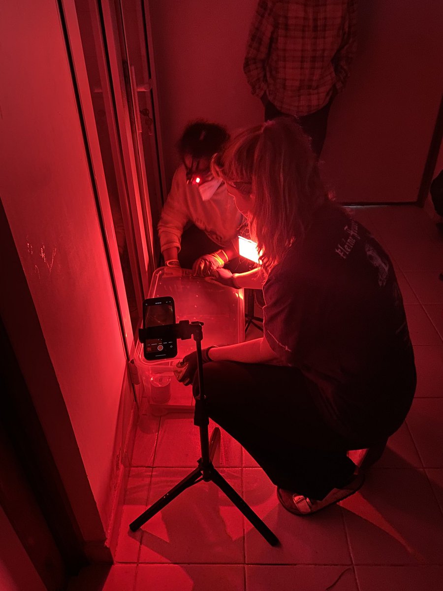 CentreValBio's tweet photo. Mouse lemur research 🔬🧬🍌

(The animals are only being handled by trained professionals.)

Becca DeCamp and their team are studying male fertility related genes.

Alina Sellien is studying mouse lemurs’ sense of smell in relation to fruit quality. https://t.co/oyIXpPLhee