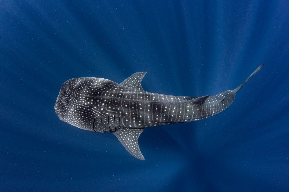 aqualuvsuotd's tweet photo. ꒰ whale shark (Rhincodon typus) 🫧.˳⁺⁎˚ ⋆ https://t.co/BgqdyiMX9m