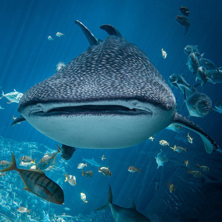 aqualuvsuotd's tweet photo. ꒰ whale shark (Rhincodon typus) 🫧.˳⁺⁎˚ ⋆ https://t.co/BgqdyiMX9m
