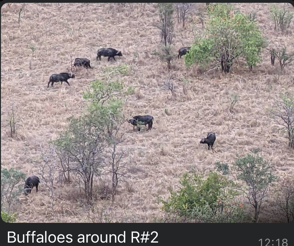 Mwamba lodge Tarangire( tanzania)

This was today morning infront of room number 2 

Each room has a mini fridge, coffee machine, binoculars, you make yourself a cup of coffee, sit infront and watch nature!