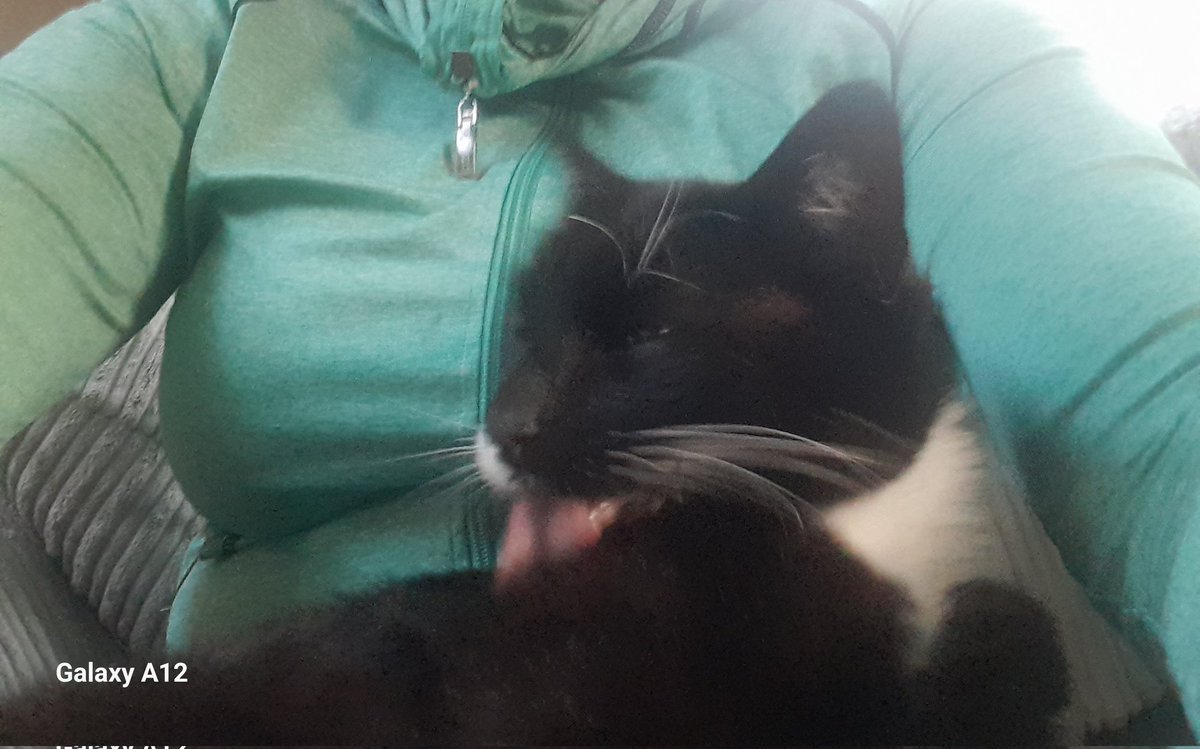 HarinAlice's tweet photo. @MichaelRosenYes Anywhere. Even while sitting on my human... https://t.co/Rw36Nvwchz