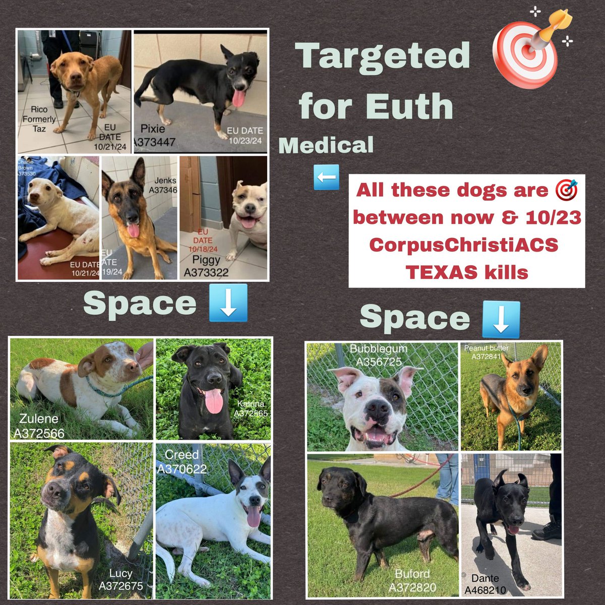 beeleevitonly's tweet photo. 🚨#CorpusChristi #TX is on a spree. They call it #EuthList but it's targeted against #Injured 🐕#HomelessDogs These pups have individual links in attached post. The 5 top left need #MedicalRescue. The rest need space & time
One of them, Dante, raised by shelter staff 😱
#RescueVillage PLZ pledge🆘️, RT for 🦺🛟😇