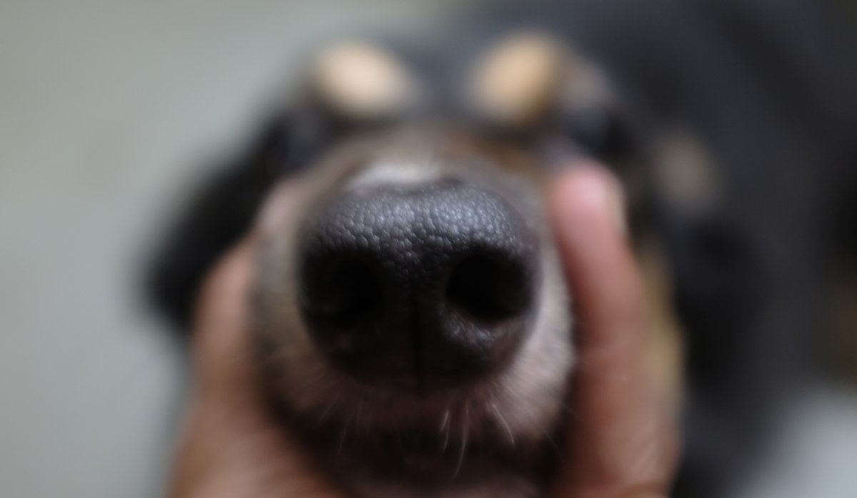 Amit_Photowalla's tweet image. Sunday evening BOOPS &amp;amp; The Chainsmokers !.. 

#tellitlikeitis #home #workbreak #fujifilm #fujifilm_xseries #OffTheGrid #detox #relaxandunwind