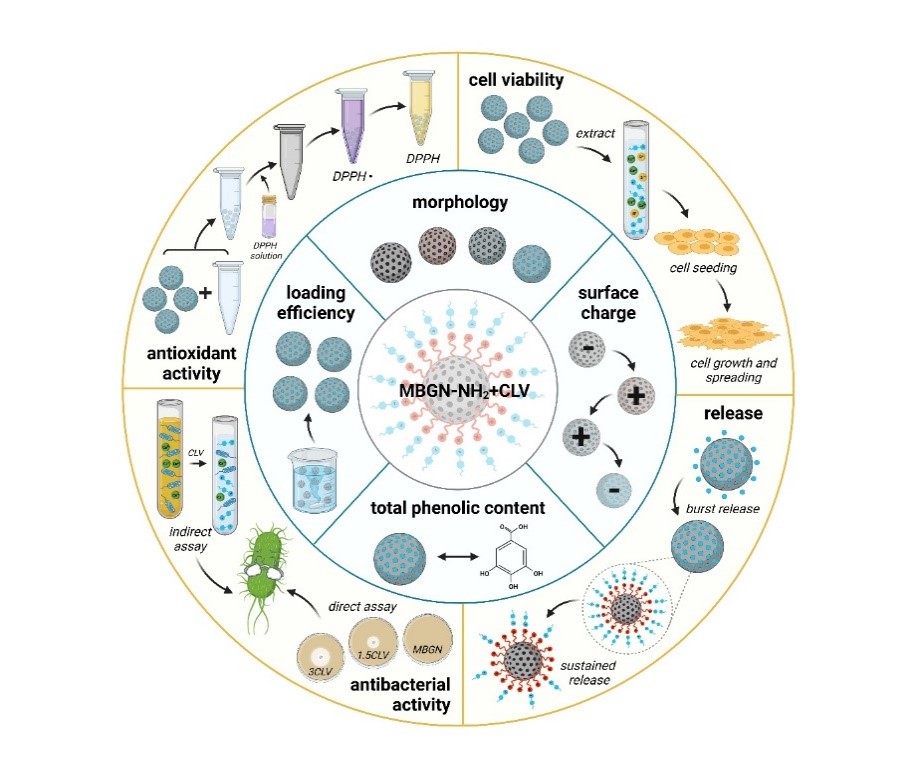 Congrats.👏to Andrada Damian-Buda (Master student <a href="/Boccaccini_Lab/">Biomaterials_Erlangen</a> <a href="/UniFAU/">FAU Erlangen-Nbg</a>) for leading this interesting work in coll. with <a href="/irem_unalan/">Irem Unalan</a> on antibacterial &amp; antioxidant mesoporous bioactive glass nanoparticles combined with clove oil, in <a href="/ACSBiomaterials/">ACS Biomat Sci & Eng</a>➡️  pubs.acs.org/doi/10.1021/ac…