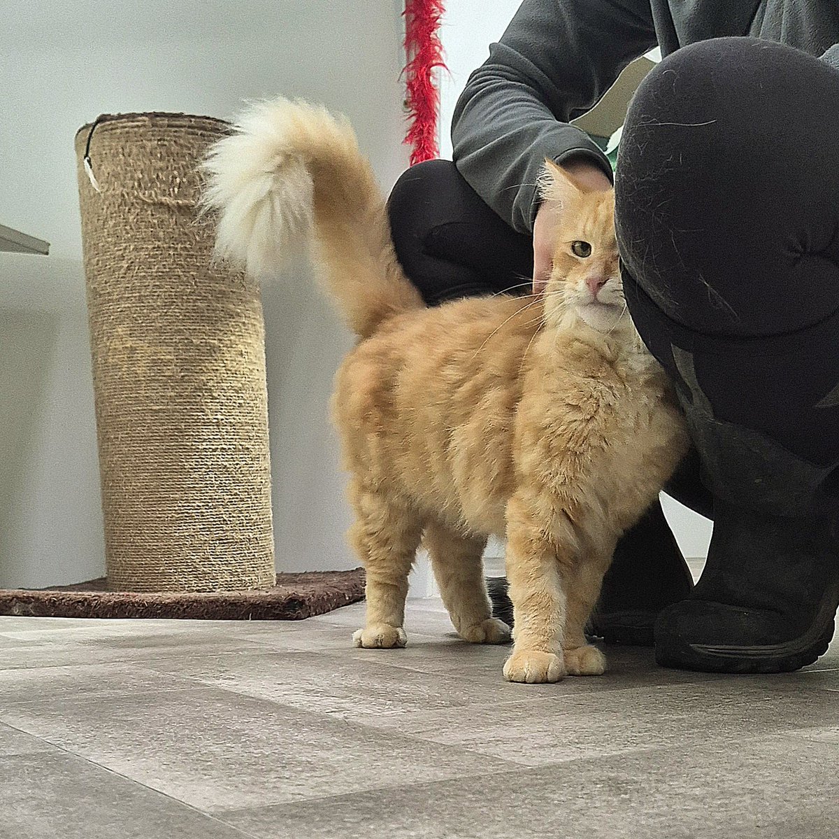 The great Gatsby tweet media