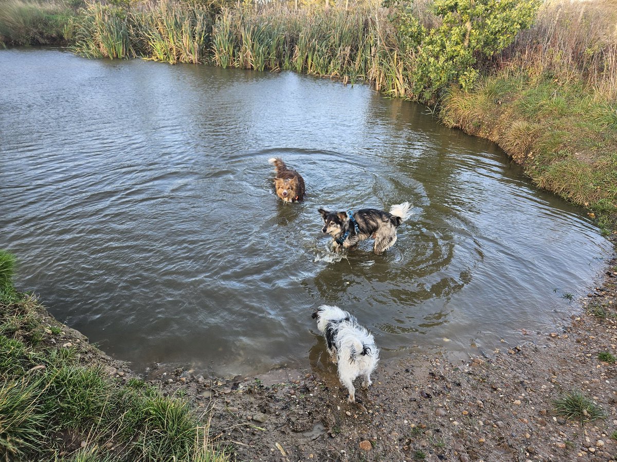 Playdate... and brave enough to get her feet wet 🤣