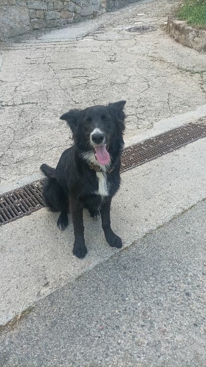 Bartoli63116592's tweet photo. Chien perdu dans le bas Taravu partager s il vous plait 👍👍👍👍 https://t.co/Wq92ATdpxa
