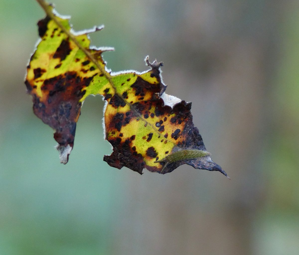 MatthewOates76's tweet image. Purple Emperor caterpillar fully coloured up &amp;amp; ready to go into hibernation yesterday (in pre-hibernation), the second earliest date on record. It had little choice as its tree was 99% bare due to rampant Willow Rust (a leaf pox that rampages in wet summers).