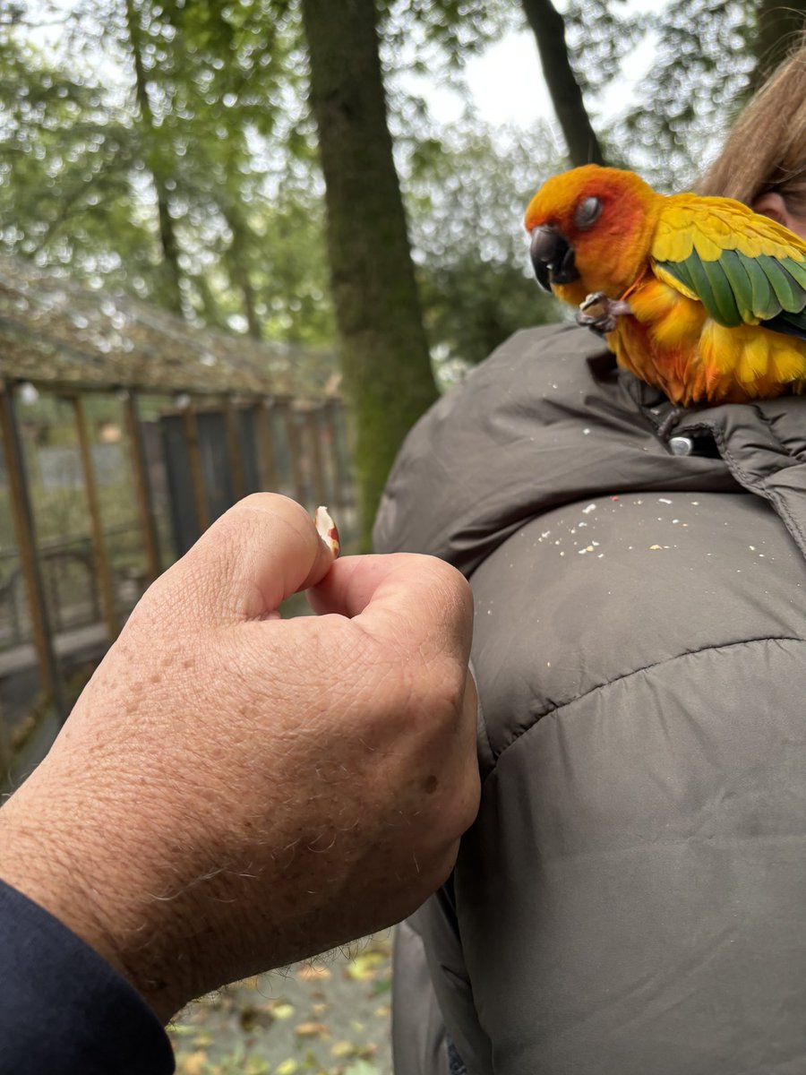 Karen Driver, Risk & Compliance & Member Pioneer (@oscarmarkaz) on Twitter photo This is Mango, jumped on me as we paid and was told he may stay with you, 2 hours this little guy stayed on my shoulder and had a kip in my hood, so bloody cute thanks to <a href="/Trop_Birdland/">Tropical Birdland</a> for a great day and some delicious food after we managed to persuade Mango to leave us 🦜 This is Mango, jumped on me as we paid and was told he may stay with you, 2 hours this little guy stayed on my shoulder and had a kip in my hood, so bloody cute thanks to <a href="/Trop_Birdland/">Tropical Birdland</a> for a great day and some delicious food after we managed to persuade Mango to leave us 🦜