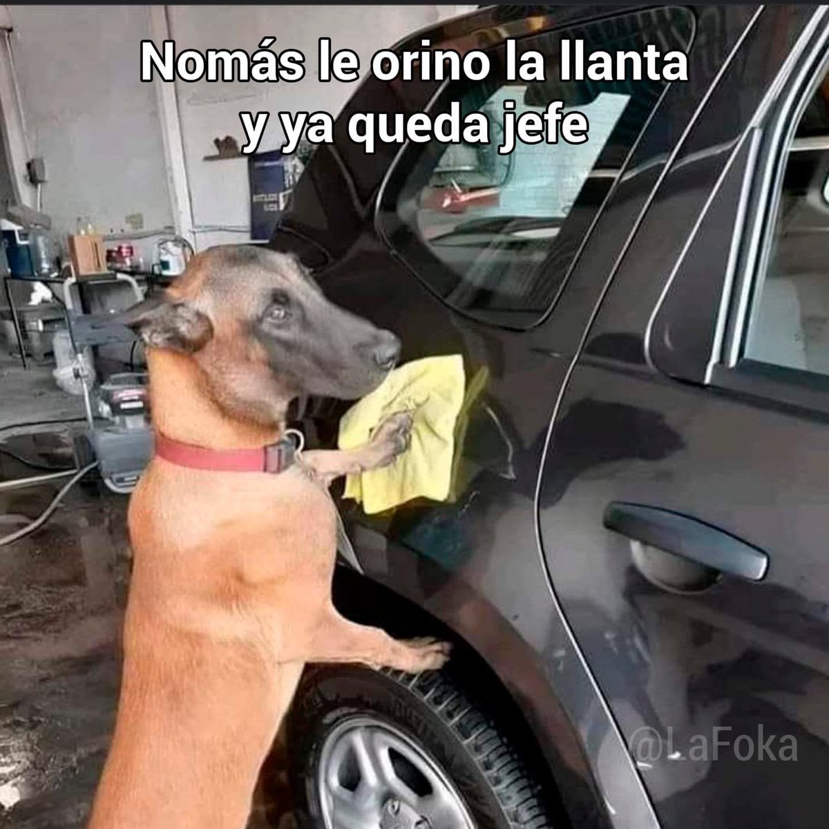 Dilo con perritos (@diloconperritos) on Twitter photo 