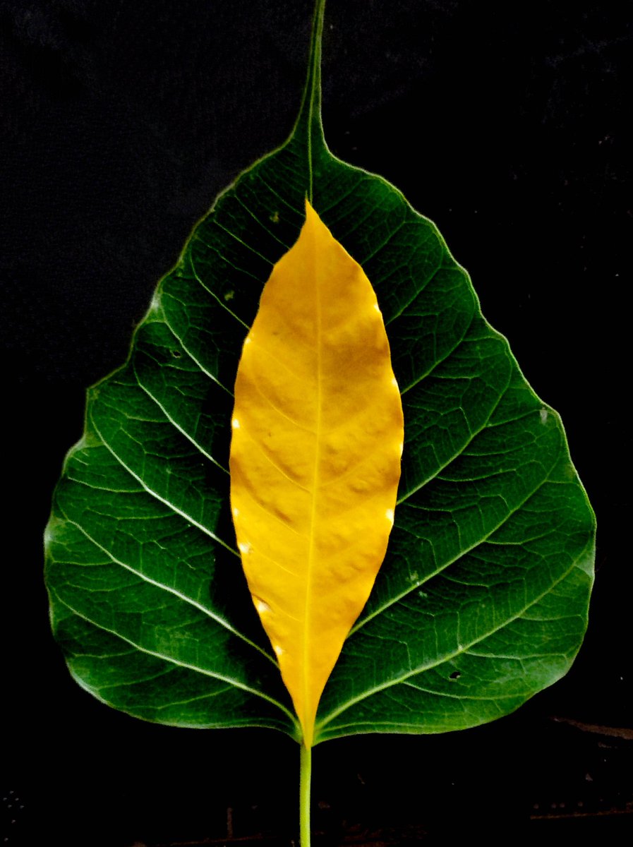 JainendraNahata's tweet photo. Gold 'n' Green π
#MyPhotography
#ShotOnSnapdragon
#EditedInLightroom https://t.co/9o1SKKW3az