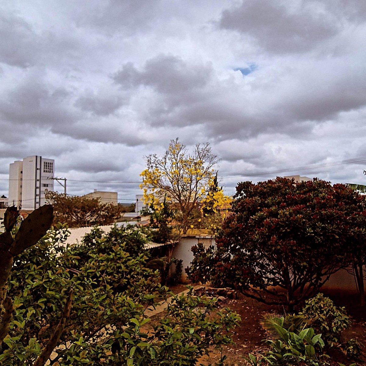 ygorsalmeida's tweet image. E ando sobre a terra e vivo sob o sol... youtube.com/@edsongomes?si…

#árvore #ypê 💛🏜💎