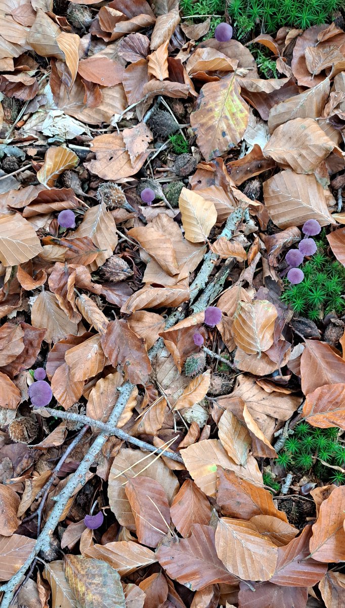 JiscaDijk's tweet photo. #Amethist #Fungi #paddestoelvhjaar #rodekoolzwam #purplemushroom #fopzwam #LaccariaAmethystina
In oudere beukenbossen met een flink bladerdek moet je goed kijken: 💜
zie je er een dan staan er nog heel veel meer.
Een geoefend oog .......😉 https://t.co/Tv4aZKUQcB