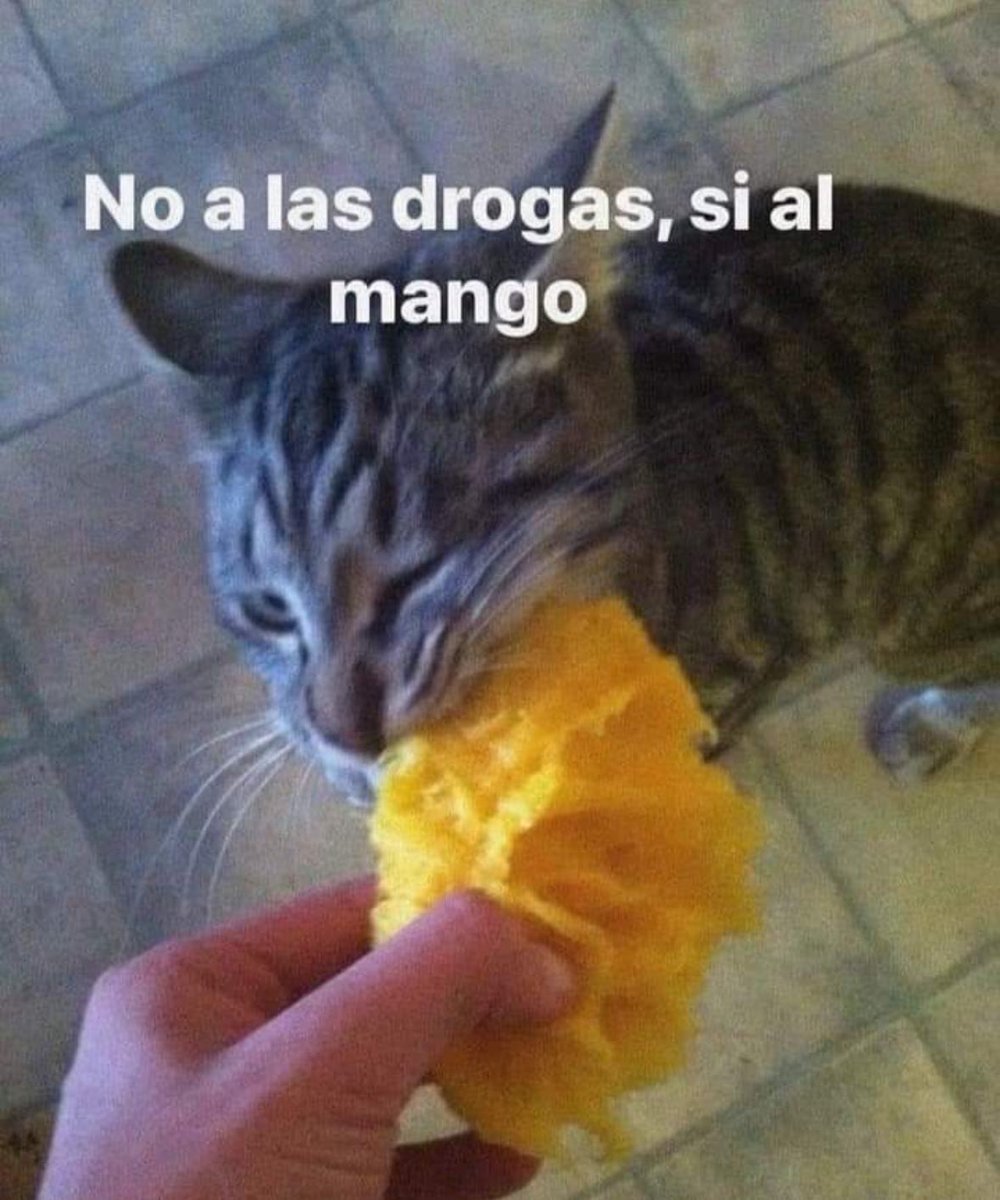 GatitoDepresion's tweet photo. https://t.co/e6R1JkNbt2