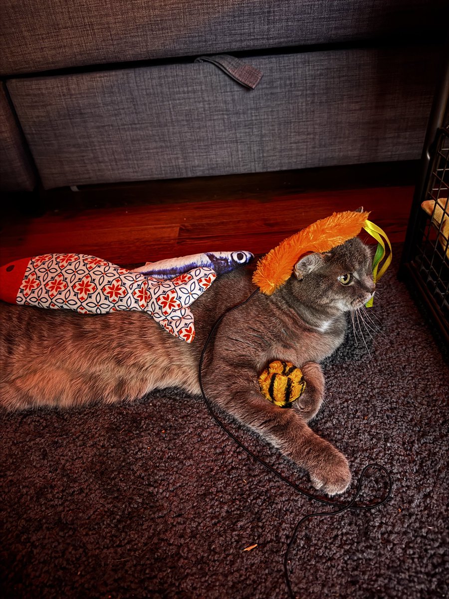 Bodeuh's tweet image. heb een kat in huis, dus ook allemaal speeltjes. de kat vervolgens met de speeltjes: