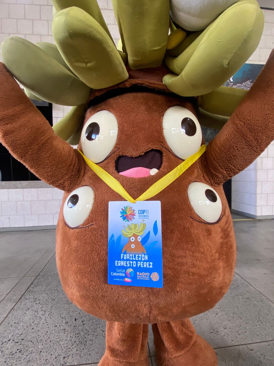 RTVCnoticias's tweet photo. 🚨🥹ATENCIÓN: ¡Llegó! ¡Llegó! ¡El embajador oficial de la #COP16Colombia! Se trata del Frailejón más querido de Colombia (y ahora del mundo), Frailejón Ernesto Pérez, hace presencia en el set oficial de RTVC, ¡Somos el medio anfitrión!🇨🇴🦜

🔴Conéctate: https://t.co/oeZQpX2lyz https://t.co/y4hPmEDaH8