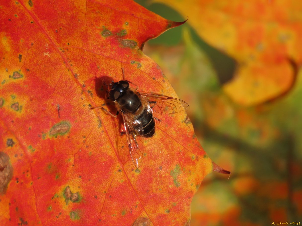 Astrid Ebner-Zarl (she/her) tweet media