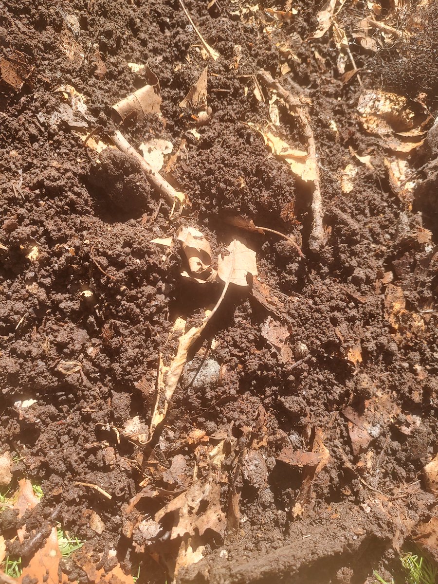 colorblindwork's tweet photo. I checked and yes, ground up leaves DO turn into #soil. #Compost from #Fall2024 leaf pick up makes soil for #Spring2025 gardens. #HeathySoil

#OhioSoilHealthWeek
#Ohio #OhioSoilHealth https://t.co/vGrPZrOCUj