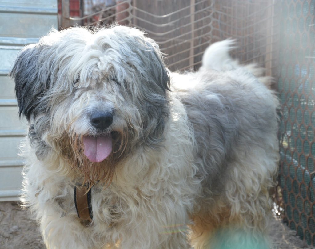 Odin unser Oldie 🧡 Er wartet leider schon ziemlich lange und ist schon 11 Jahre alt ☹️ Ein gemütliches Seniorenplätzchen vor dem Winter wäre traumhaft 🍀 einherzfuerstreuner.de/project/odin-7/

#oldie #oldbutgold #dog #dogs #AdoptDontBuy #adoptme #adoption #adoptadog #doglover