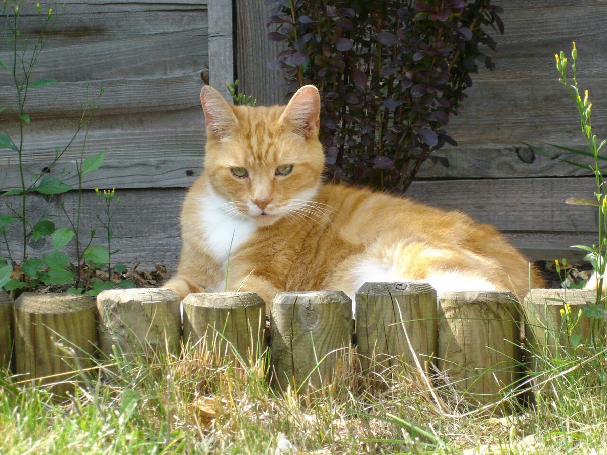 Johnny coolcat R.I.P Memorial page tweet media