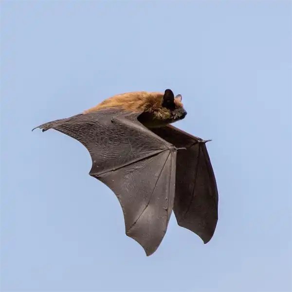cestlarunj's tweet photo. J'ai trouvé cette photo hyper belle d'une chauve-souris bref venez voir un event communautaire sur https://t.co/kqCd9VZO6i https://t.co/L98NMUuSwm