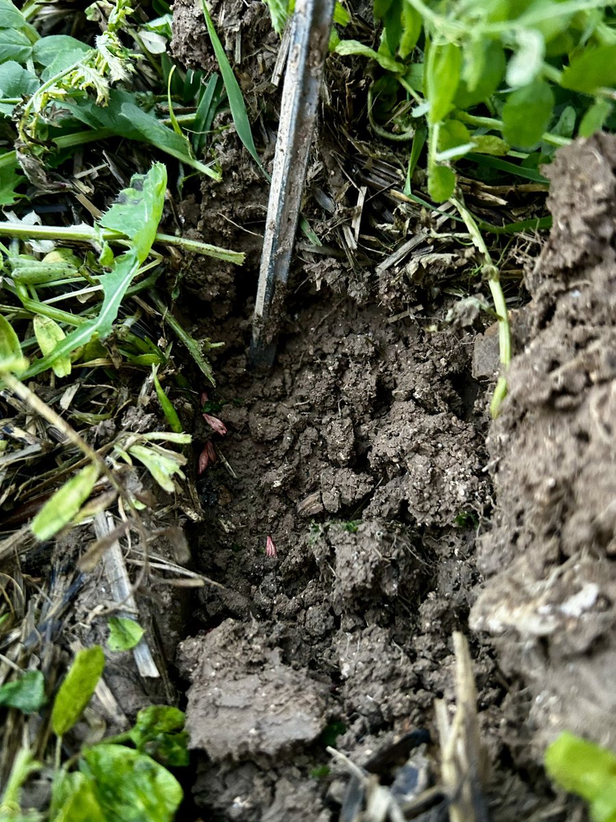 vast christian tweet media