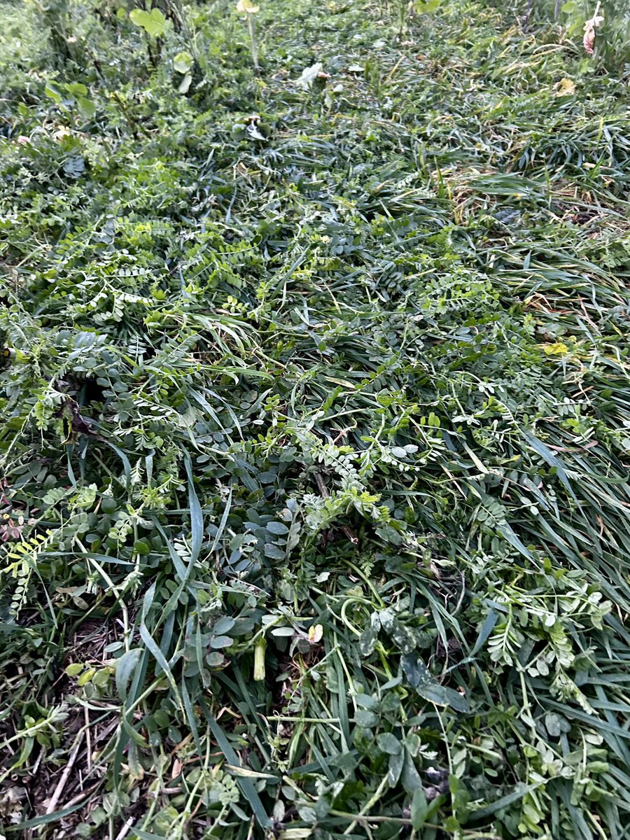 vast christian tweet media