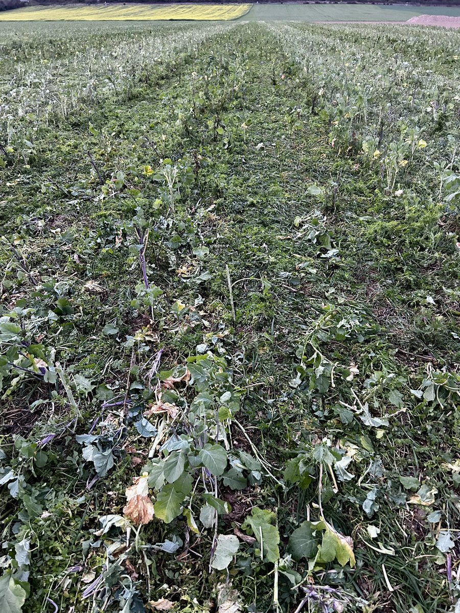 vast christian tweet media