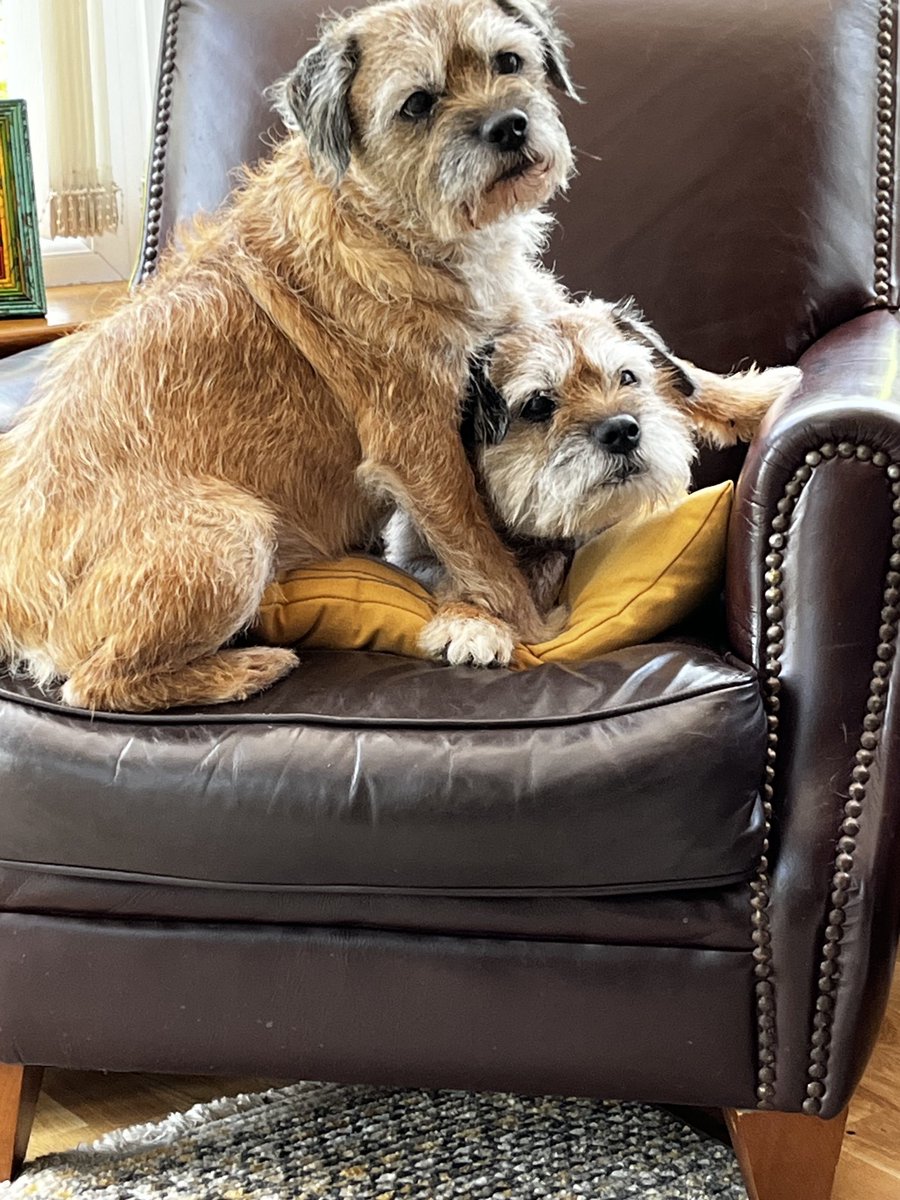 BaxterHarry1's tweet photo. Our gotcha day 13 years https://t.co/RbZtuqtz4I