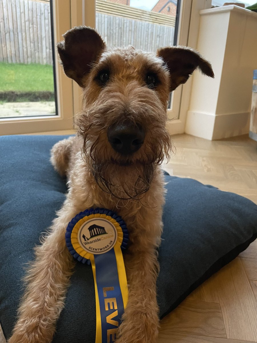 OlaKwiecien3's tweet photo. It was very windy ๐จ๐จ๐จ and kids were throwing bangers all around ๐ก but weโve made it! Pebble and me came back home with #Scentwork UK level 1 rosette!
๐พโบ๏ธ
@AiredaleFrodo @TrudiMCameron @JackMolly3 https://t.co/w1icnIFUQ8