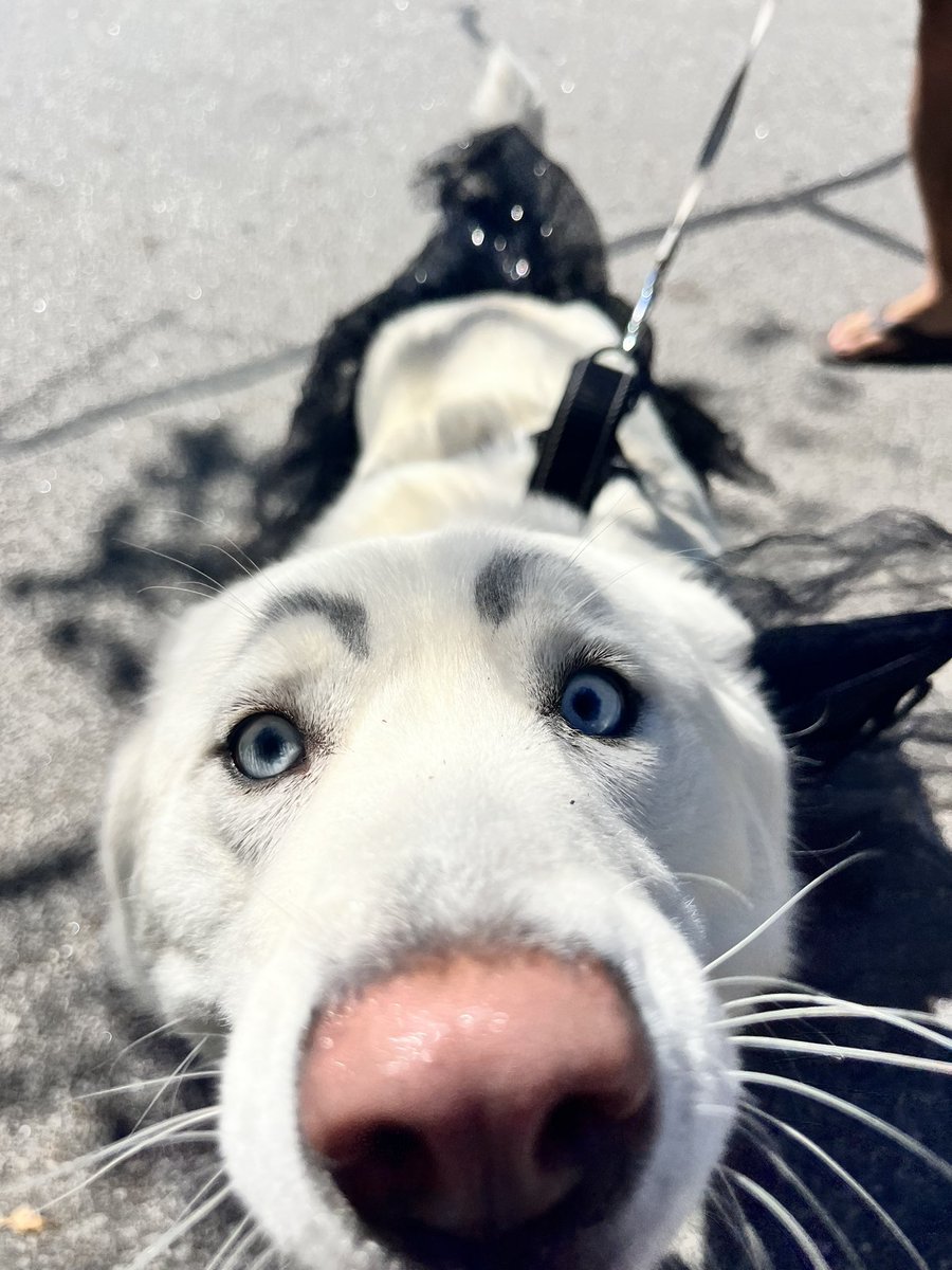 sydneysreports's tweet photo. Pooches at Porchfest: 
Porchfest is an all outdoor and dog friendly event guaranteeing you’ll spot a few furry friends. The Athens Boo-le-Bark on the Boulevard is today at 4:30 p.m. This event features a dog costume parade and contest. https://t.co/1f9JYM2KrI