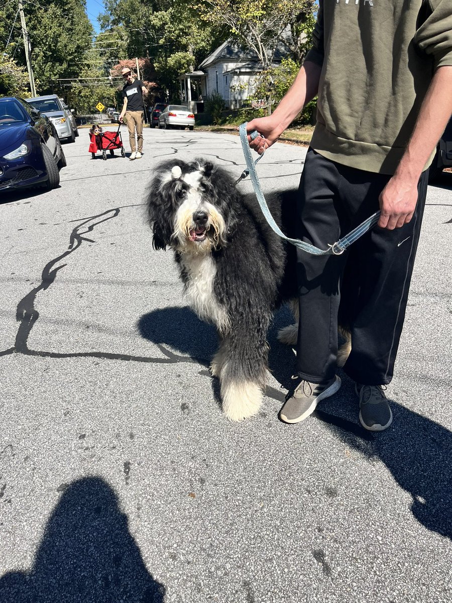 sydneysreports's tweet photo. Pooches at Porchfest: 
Porchfest is an all outdoor and dog friendly event guaranteeing you’ll spot a few furry friends. The Athens Boo-le-Bark on the Boulevard is today at 4:30 p.m. This event features a dog costume parade and contest. https://t.co/1f9JYM2KrI