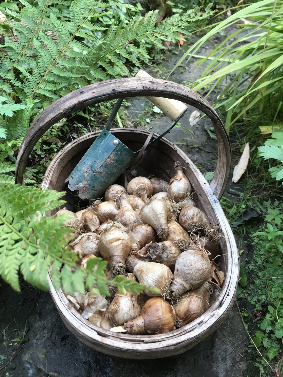 helen21206699's tweet image. #bulb #planting time in my little #cottage #garden