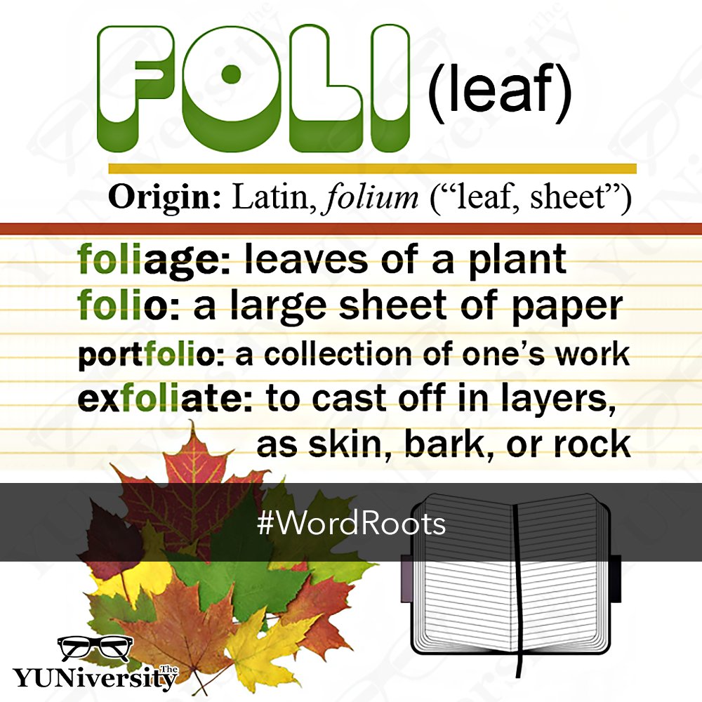 The_YUNiversity's tweet photo. Word Root: FOLI (leaf) 🍃

Example words:

• foliage
• exfoliate
• portfolio
• folio

#vocabulary #WordRoot https://t.co/0Ak17AwvQW